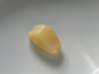 Garlic clove