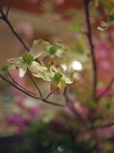 Cornus flowers